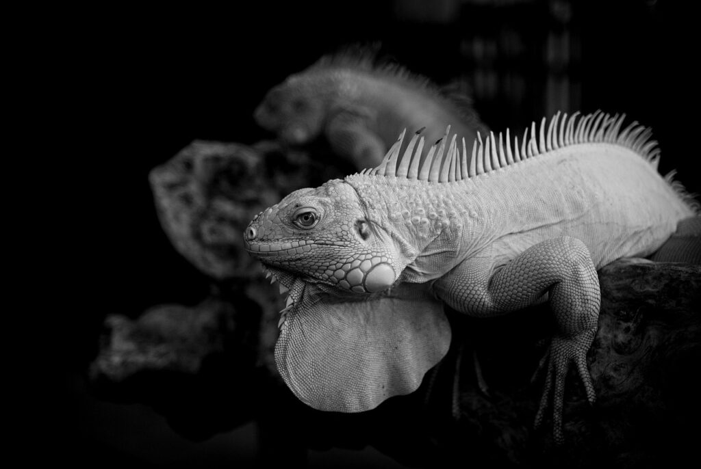 ハウステンボスの効率的な回り方は？