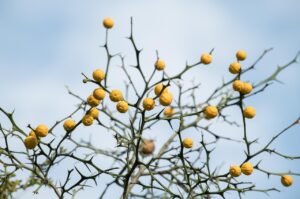 ハウステンボスには何があるのか徹底解説しますか？