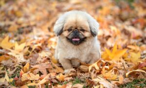 大分観光で楽しむおすすめコースは？