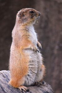 福岡と山口を巡る観光の魅力とは？