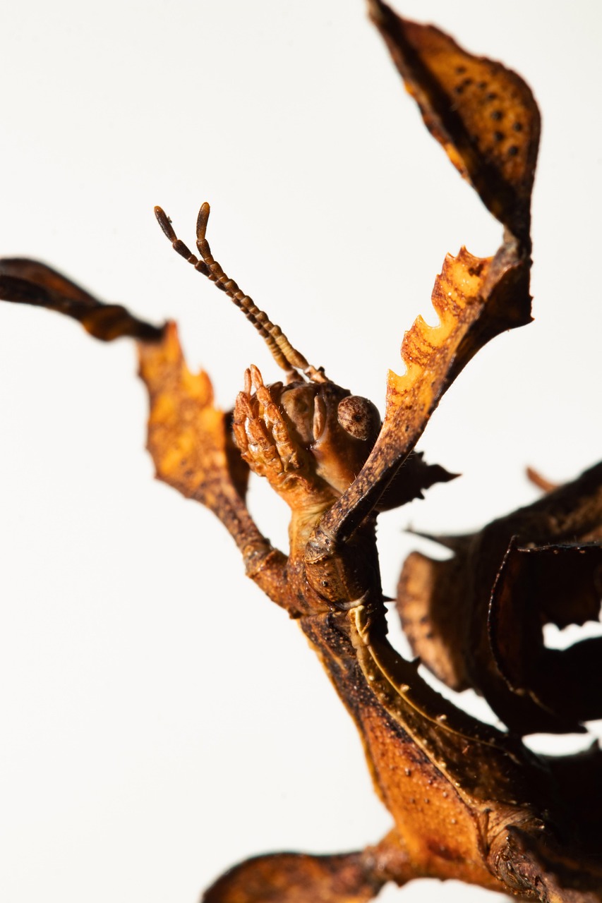 ハウステンボスで絶対に楽しむべき人気アトラクションは？